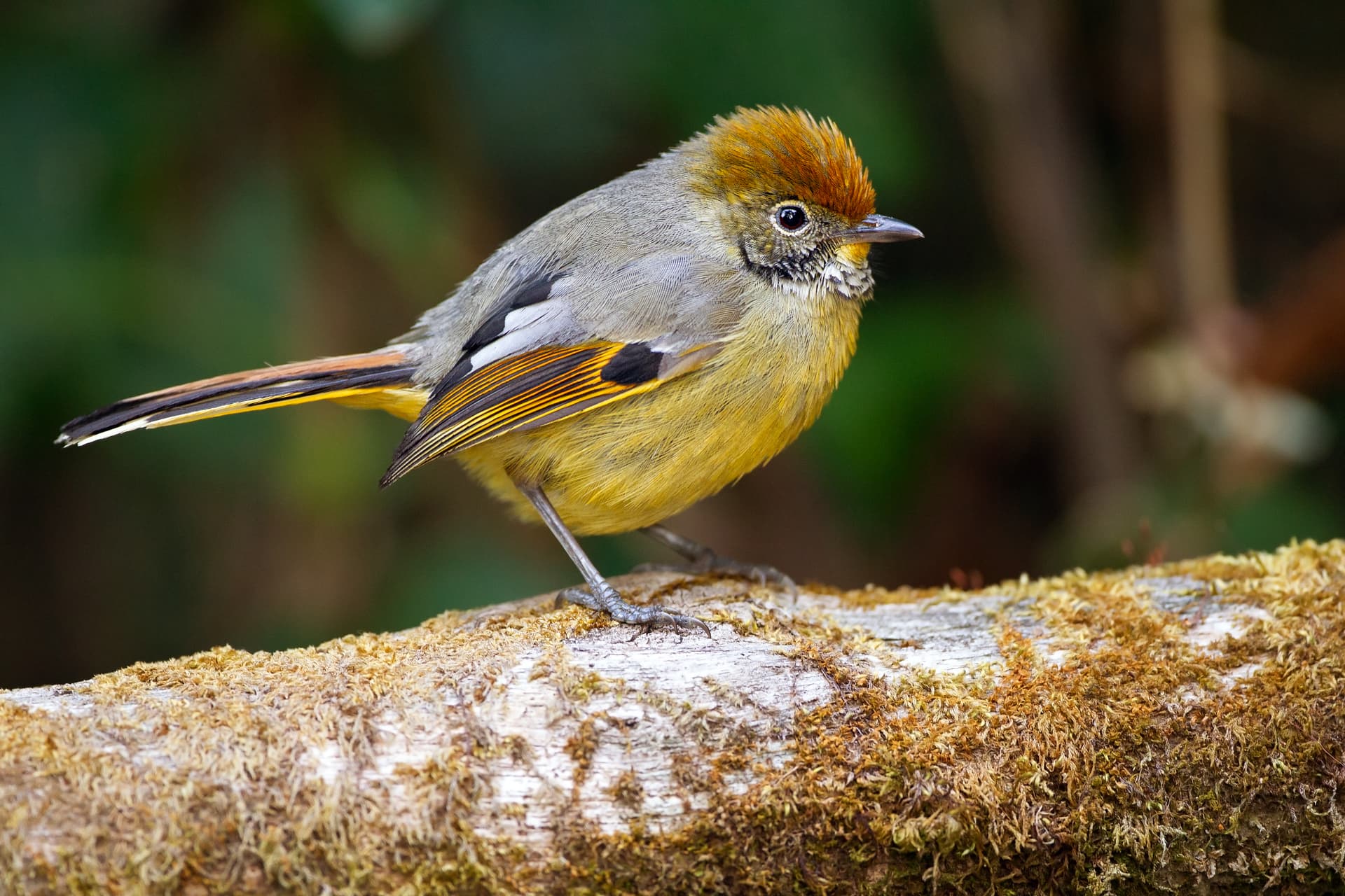 Doi Inthanon National Park